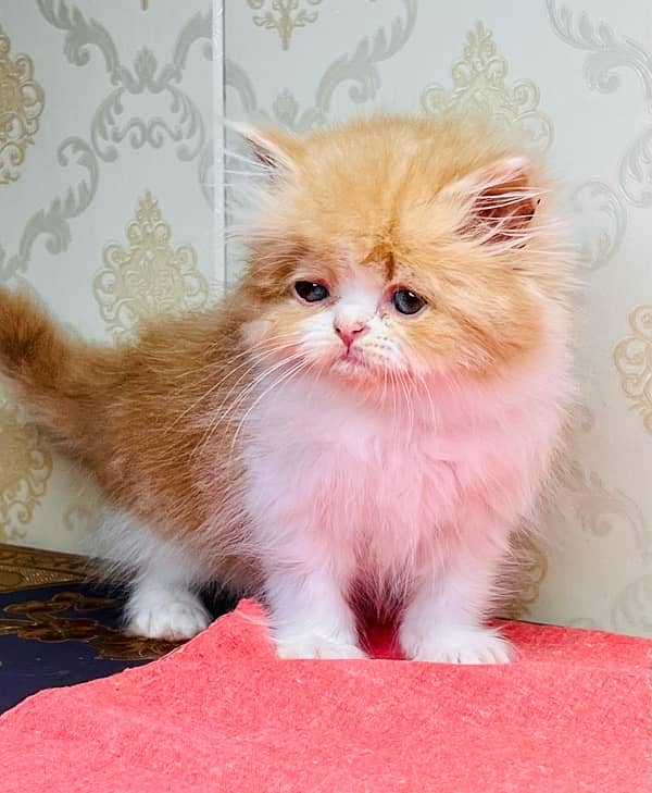 high quality kitten|Punch face Kittens|persian cat|cute|tripple|fluffy 8