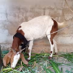 Desi bakri