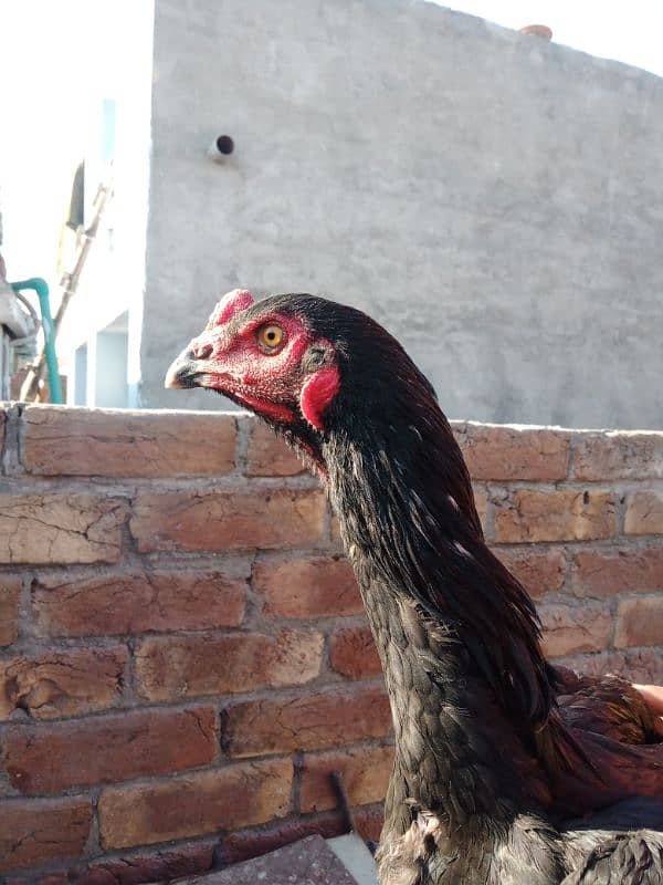 The Thai Male Chicken for sale 0