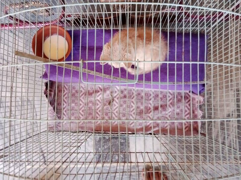 Cream-Colored Cute Turkish Angora Kitten and her Cage house for Sale 2