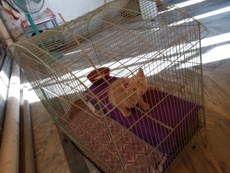 Cream-Colored Cute Turkish Angora Kitten and her Cage house for Sale 3