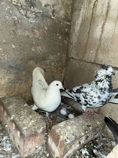 pigeon pair