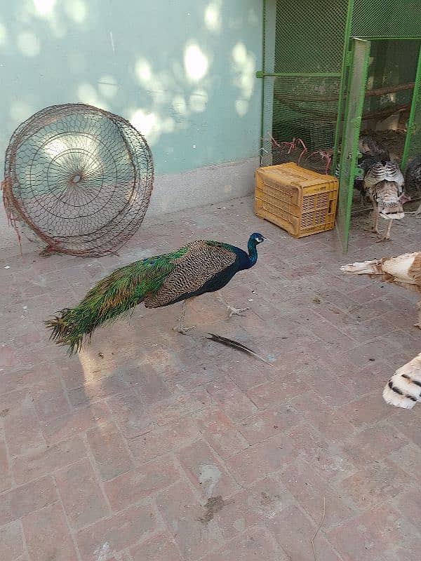 Peacock Adults & Chick Available 6