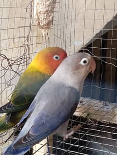 love bird