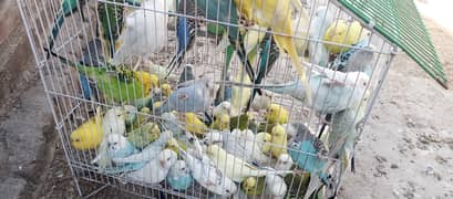 20+ breeder budgies pairs