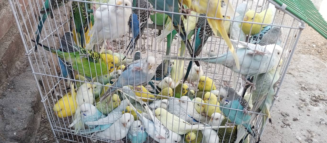 20+ breeder budgies pairs 1