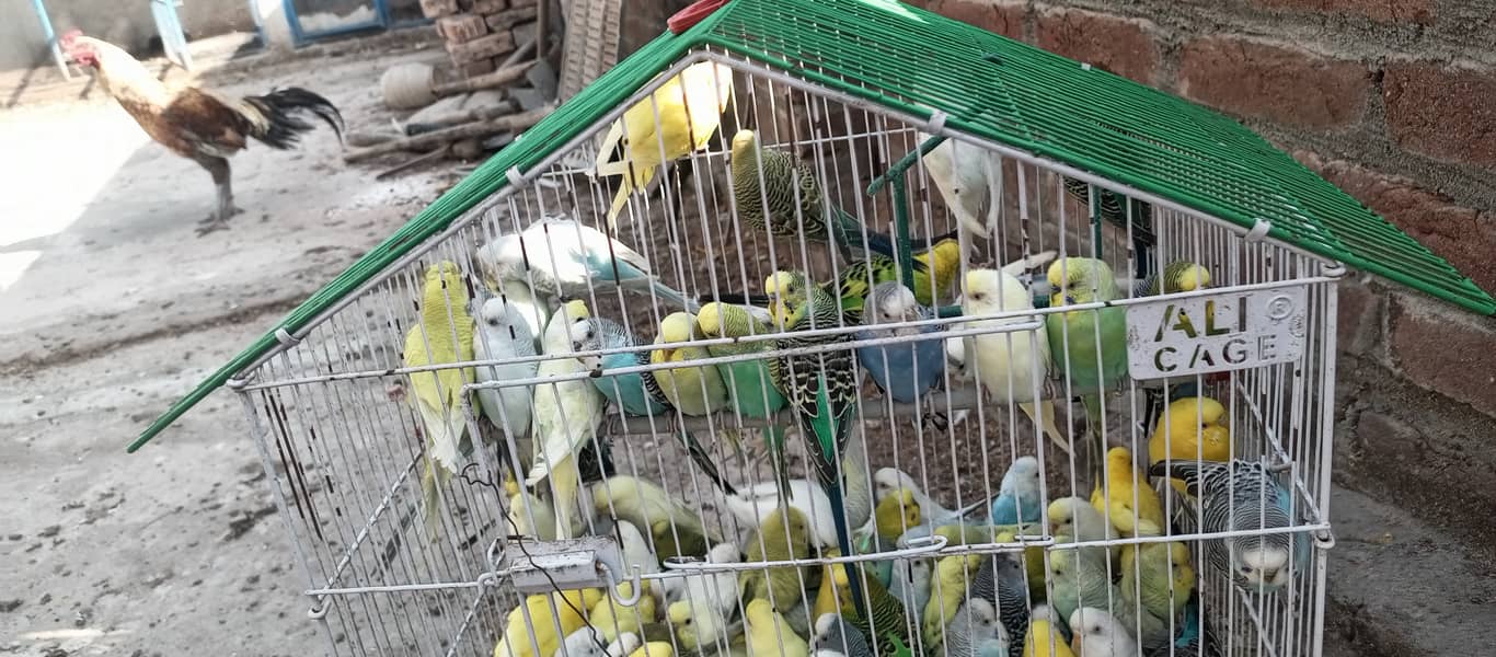 20+ breeder budgies pairs 2