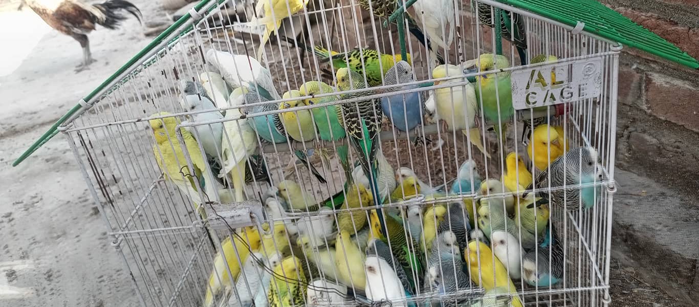 20+ breeder budgies pairs 3