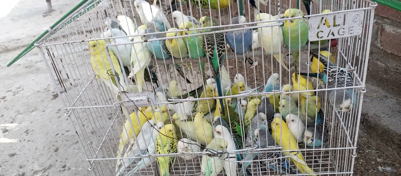 20+ breeder budgies pairs 4