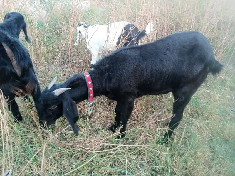 goat for sale 0