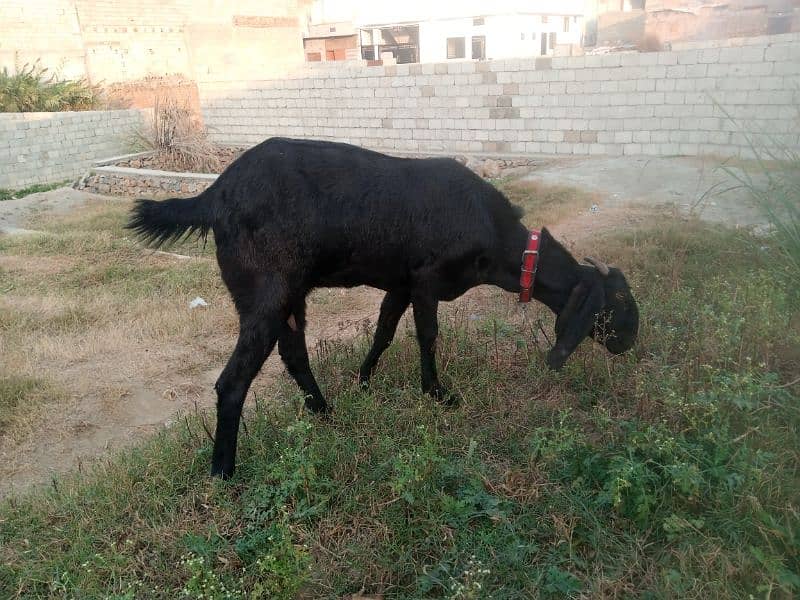 goat for sale 2