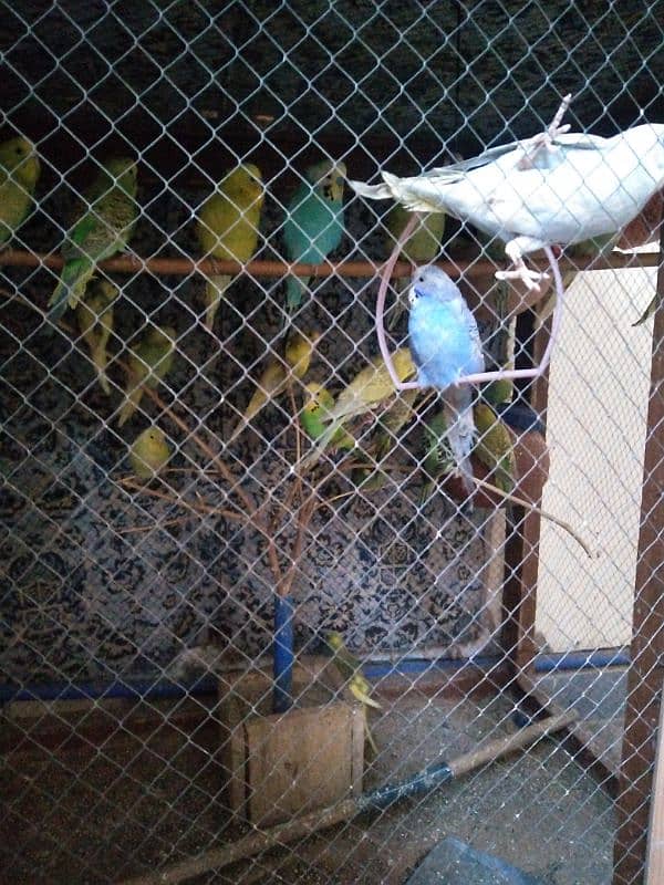 Australian parrot for sale 0