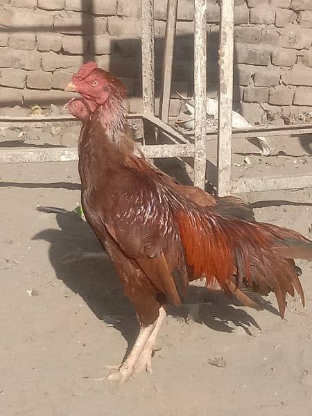 very beautiful hen 0