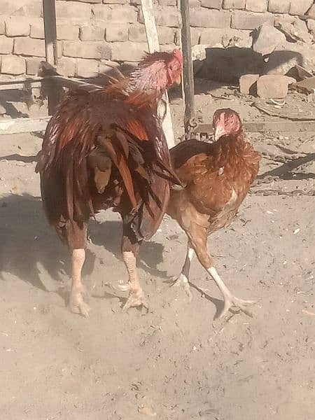 very beautiful hen 2