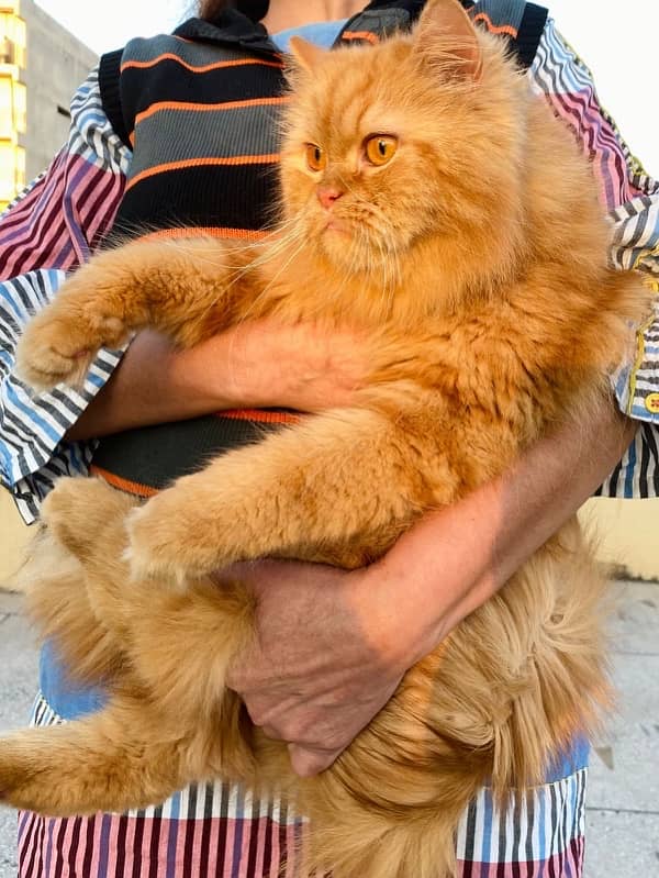 Persian male loving cat pet 0