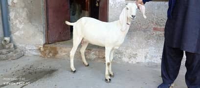 6dant pregnant bakri