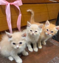 Persian kittens (price not fixed)