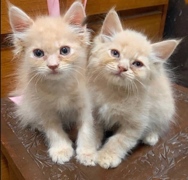 Persian kittens (price not fixed) 1