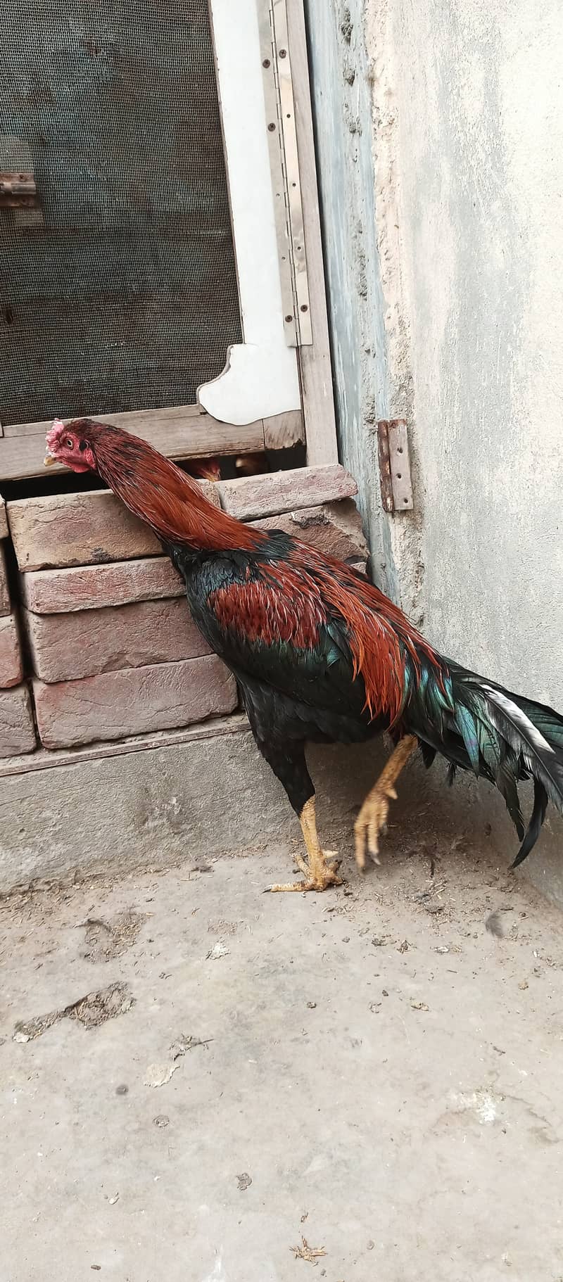 Aseel patha /aseel / murga / hens / shamo / chicks / male / fancy 0