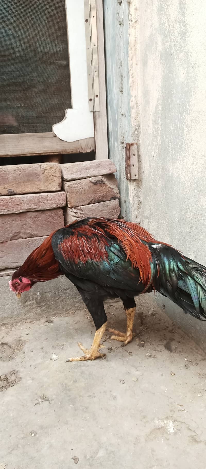 Aseel patha /aseel / murga / hens / shamo / chicks / male / fancy 2