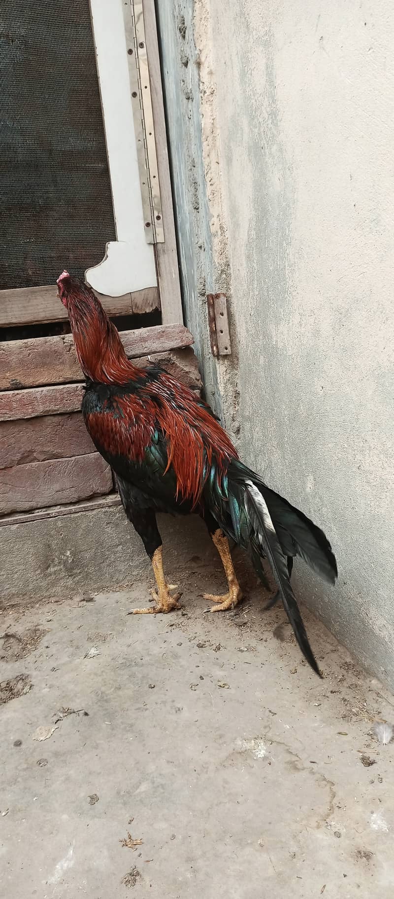 Aseel patha /aseel / murga / hens / shamo / chicks / male / fancy 4