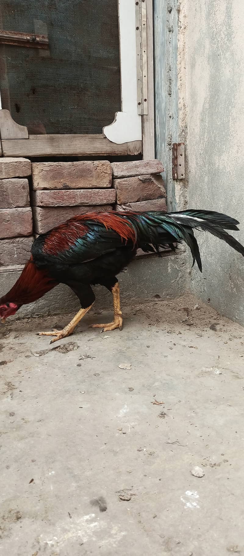 Aseel patha /aseel / murga / hens / shamo / chicks / male / fancy 5