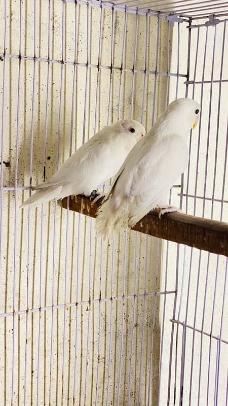 love birds for sale 2