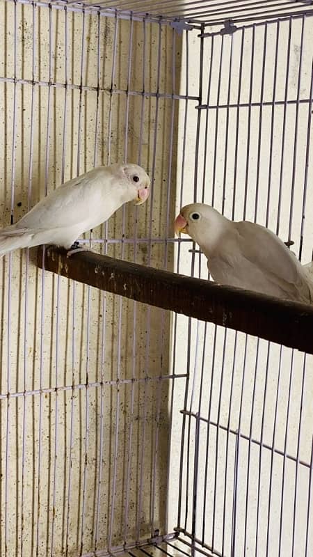 love birds for sale 3