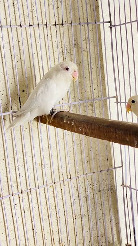 love birds for sale 4