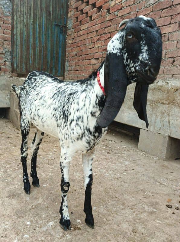 Black Makhi Cheeni 2 Dant Pregnant Goat 0