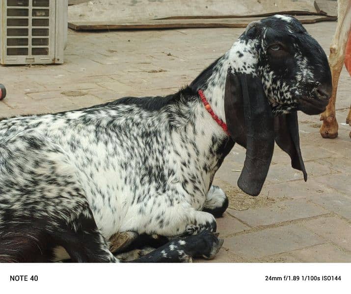 Black Makhi Cheeni 2 Dant Pregnant Goat 1