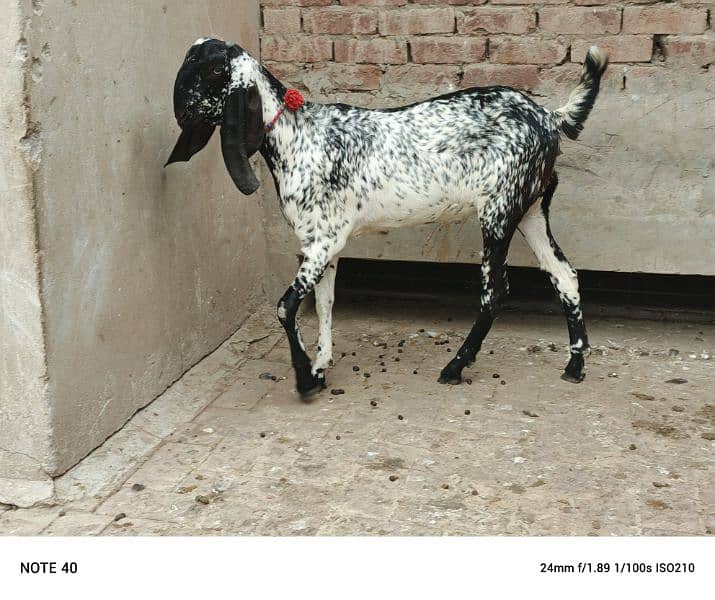 Black Makhi Cheeni 2 Dant Pregnant Goat 2