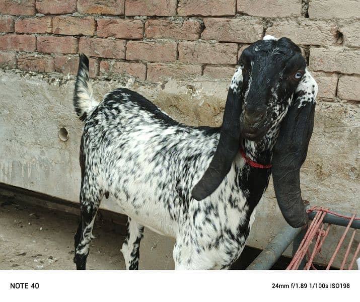 Black Makhi Cheeni 2 Dant Pregnant Goat 3