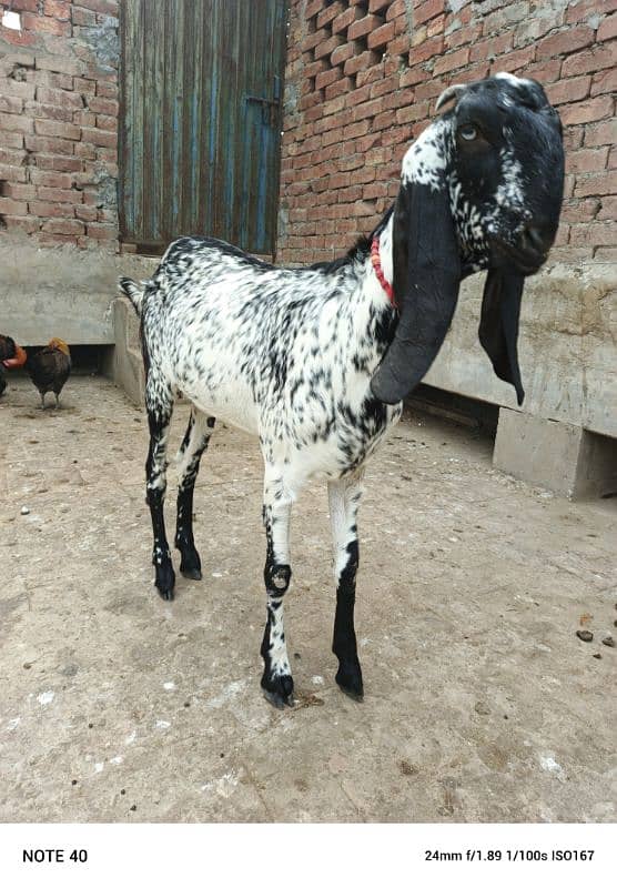 Black Makhi Cheeni 2 Dant Pregnant Goat 5