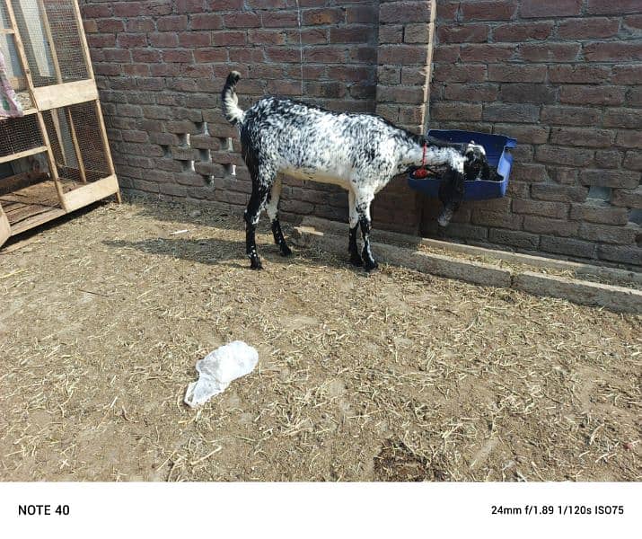 Black Makhi Cheeni 2 Dant Pregnant Goat 7