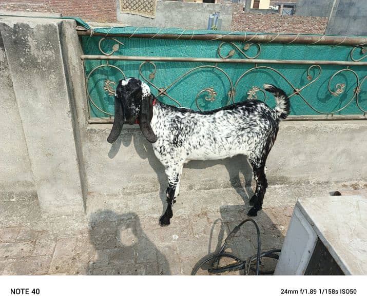 Black Makhi Cheeni 2 Dant Pregnant Goat 8