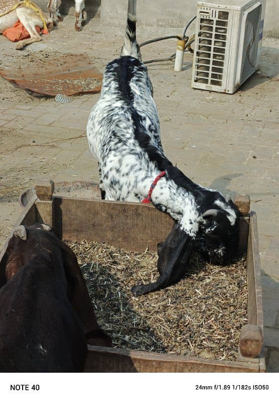 Black Makhi Cheeni 2 Dant Pregnant Goat 9