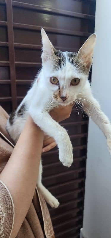 5 Months Stray Cat available for adoption 0