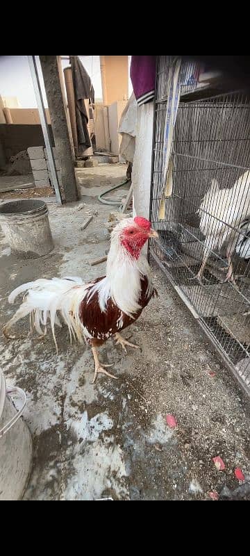 Yokahama Red Seddell Breeder Pair For Sale 2