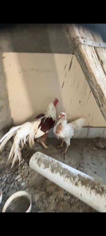 Yokahama Red Seddell Breeder Pair For Sale 3