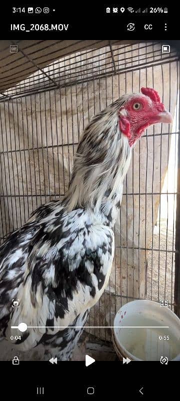 Yokahama Red Seddell Breeder Pair For Sale 6