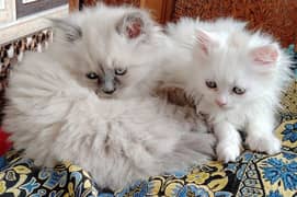 Persion kittens pair