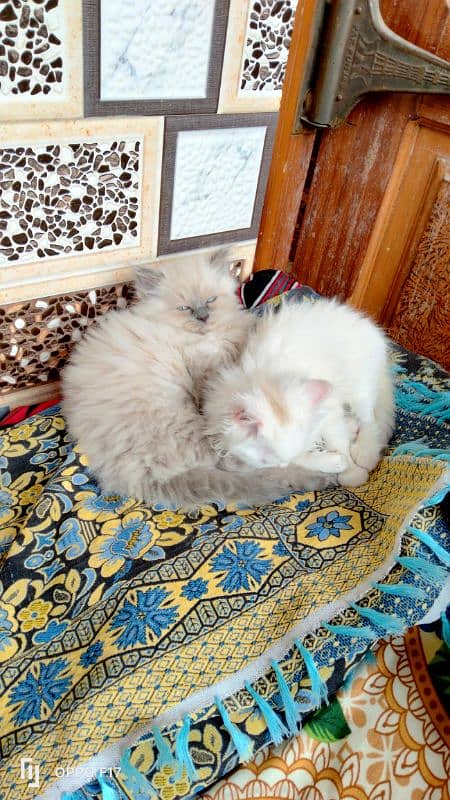 Persion kittens pair 8