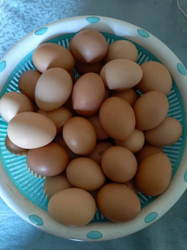 Lohmman brown eggs for sell 0