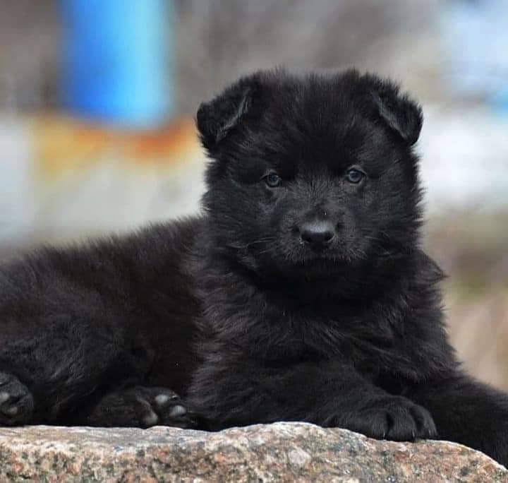 Black German Shepherd Long Coat | German Shepherd Female puppy 0