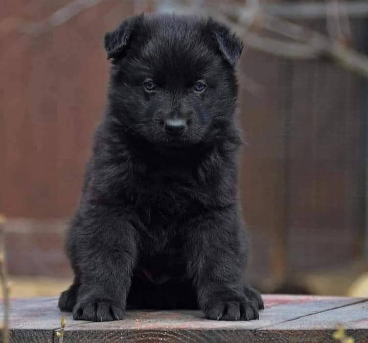 Black German Shepherd Long Coat Pair | German Shepherd Male puppy 0