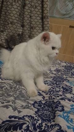 White Persian cat