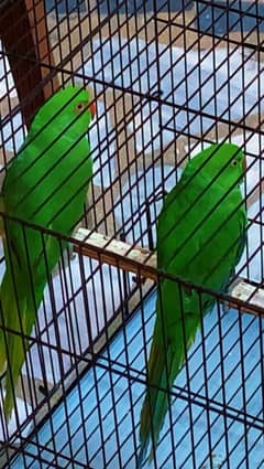 green parrot  long tail