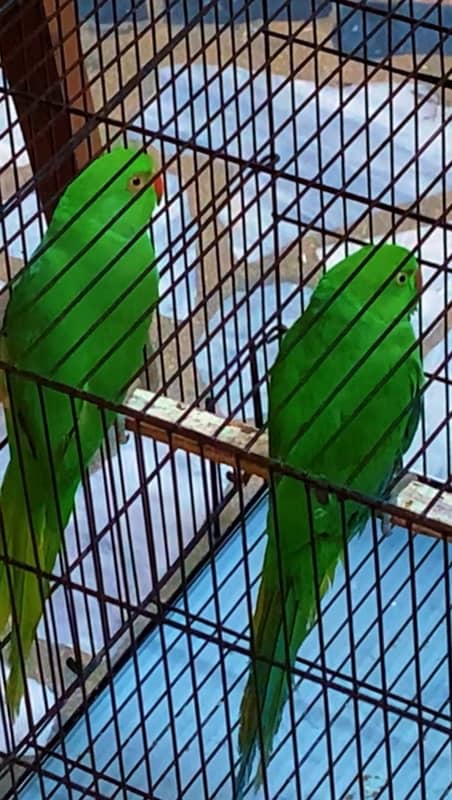 green parrot  long tail 0