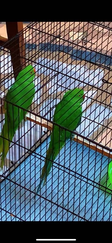 green parrot  long tail 2